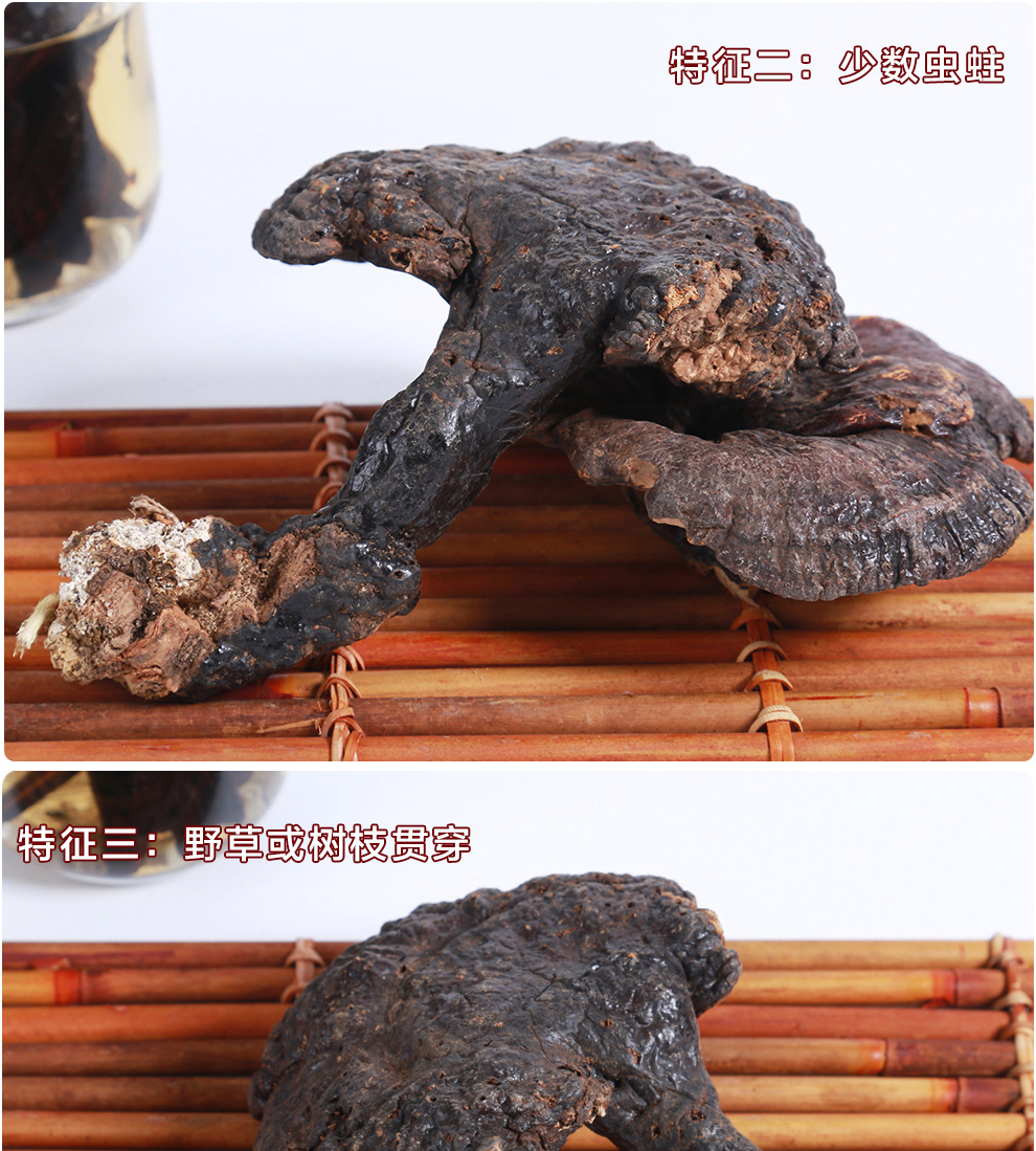 菇新野生靈芝大個(gè)頭