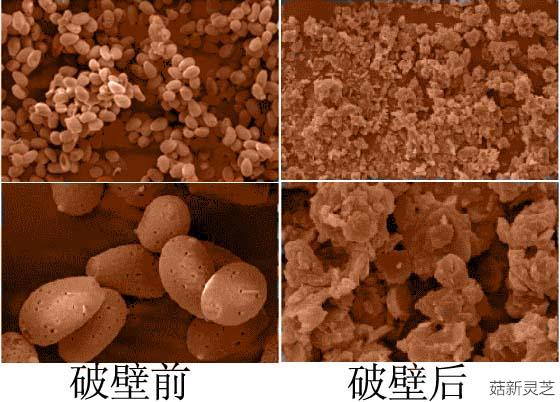 破壁靈芝孢子粉破壁前后對比 破壁靈芝孢子粉破壁前后對比