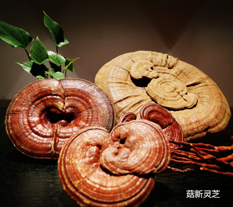 野生靈芝孢子粉真的好？