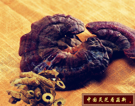 靈芝的品質(zhì)決定了靈芝孢子粉的價(jià)格