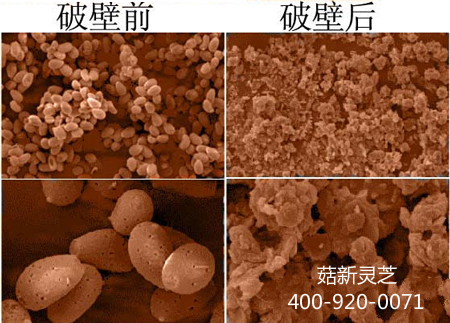 電子顯微鏡下靈芝孢子粉破壁前后對(duì)比圖