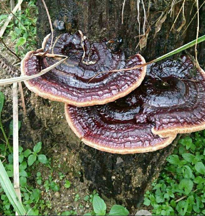 靈芝富含靈芝多糖、靈芝三萜等