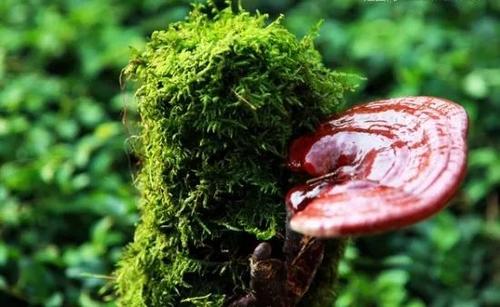 只有野生靈芝才能抗腫瘤嗎？