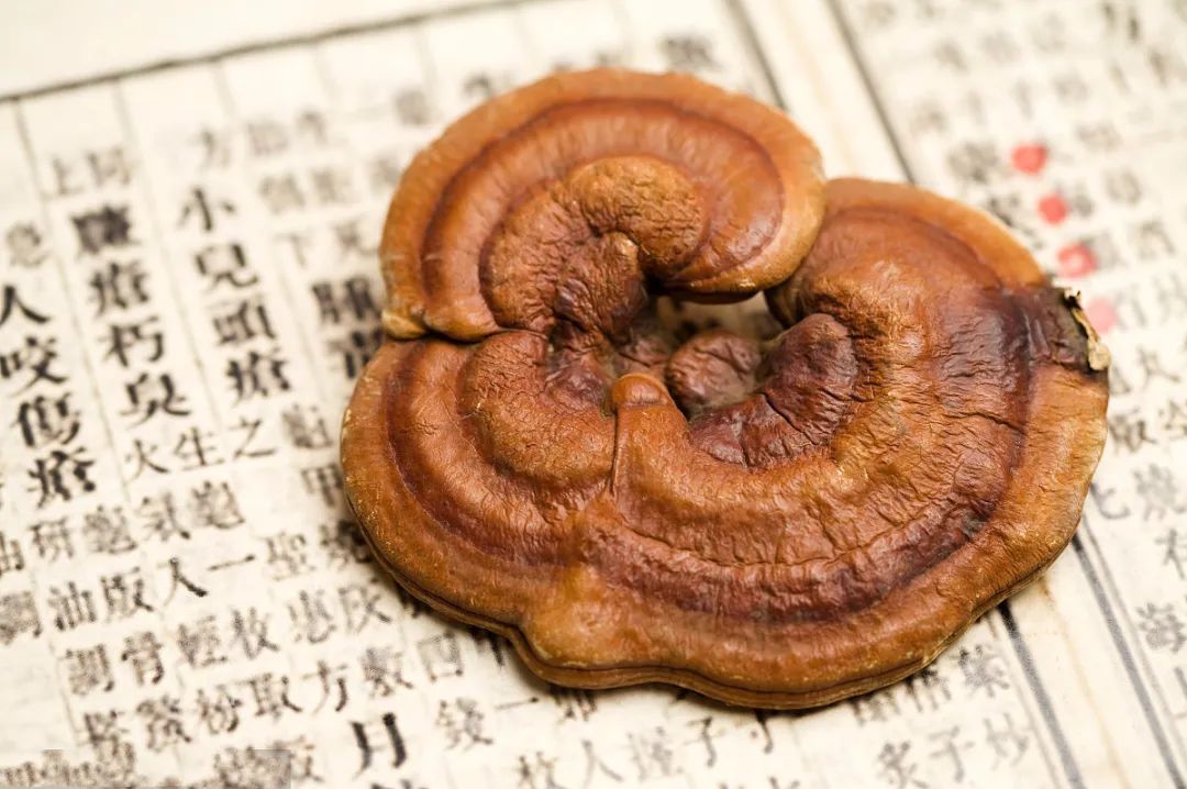 靈芝無(wú)毒，可長(zhǎng)期服用